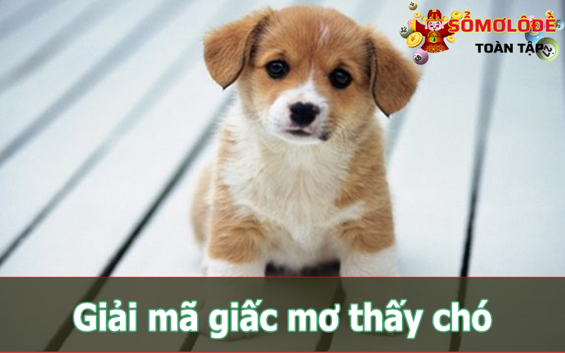 Giải mã chiêm bao thấy chó