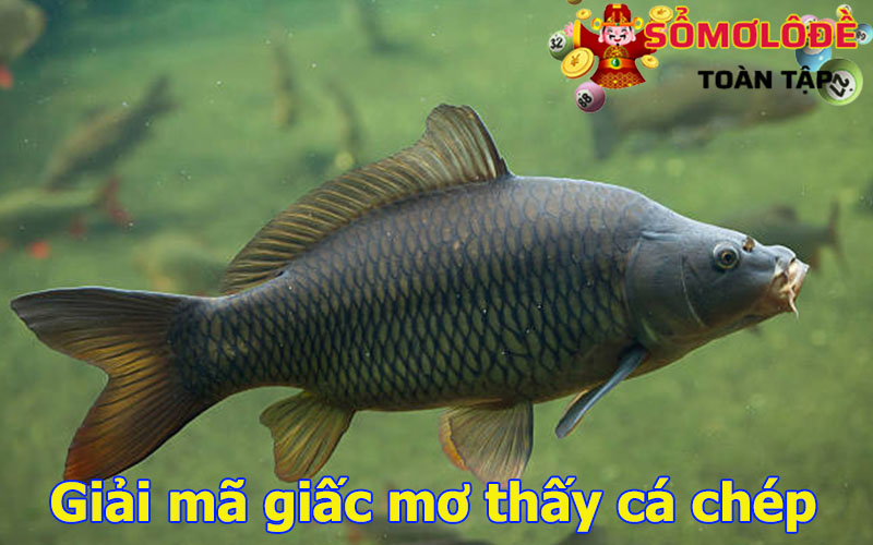 Giải mã giấc mơ thấy cá chép