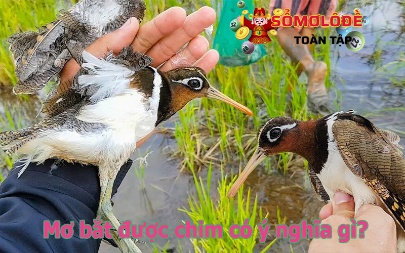 Ngủ mơ thấy bắt chim có ý nghĩa gì?