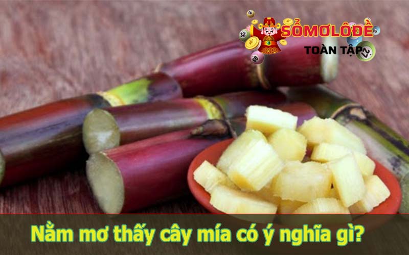 Giải mã giấc mơ thấy cây mía