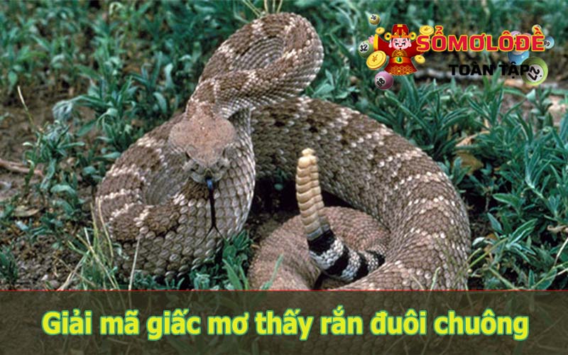 Mơ thấy rắn đuôi chuông có ý nghĩa tốt hay xấu?
