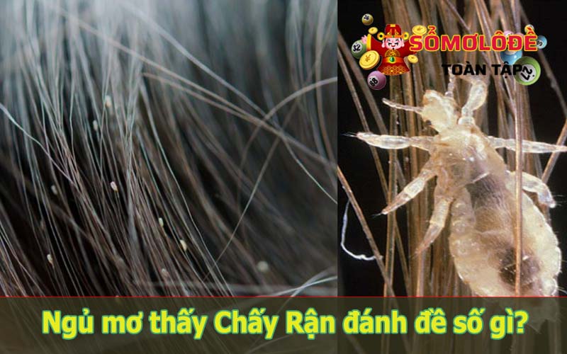 Mơ thấy con chấy rận, chí rận có ý nghĩa hung hay cát?