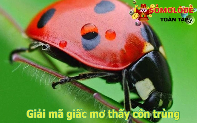 Mơ thấy côn trùng điềm lành hay dữ?