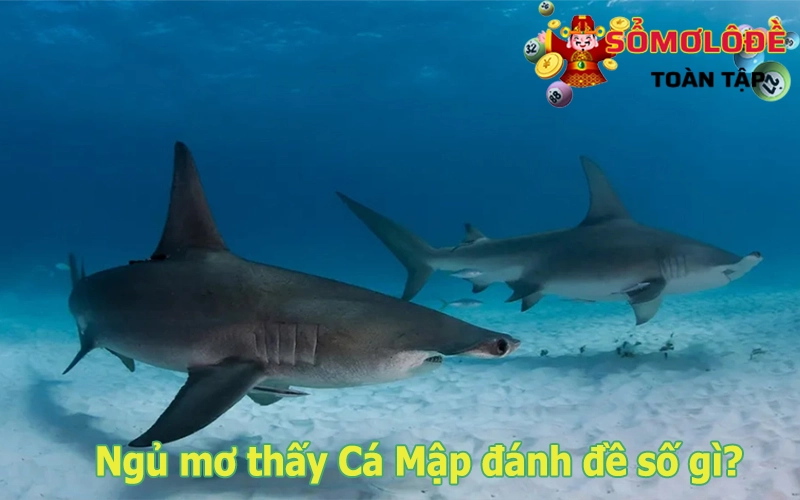 Giải mã giấc mơ thấy cá Mập