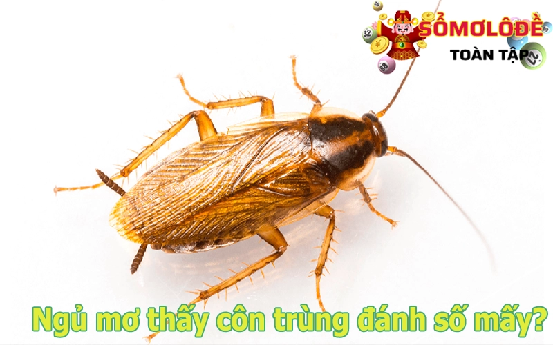 Mơ thấy côn trùng đánh số gì thắng lớn?